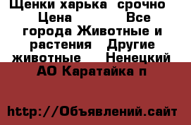 Щенки харька! срочно. › Цена ­ 5 000 - Все города Животные и растения » Другие животные   . Ненецкий АО,Каратайка п.